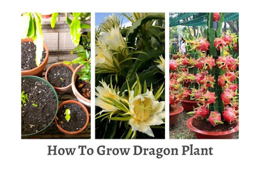 How To Grow Dragon Plant
